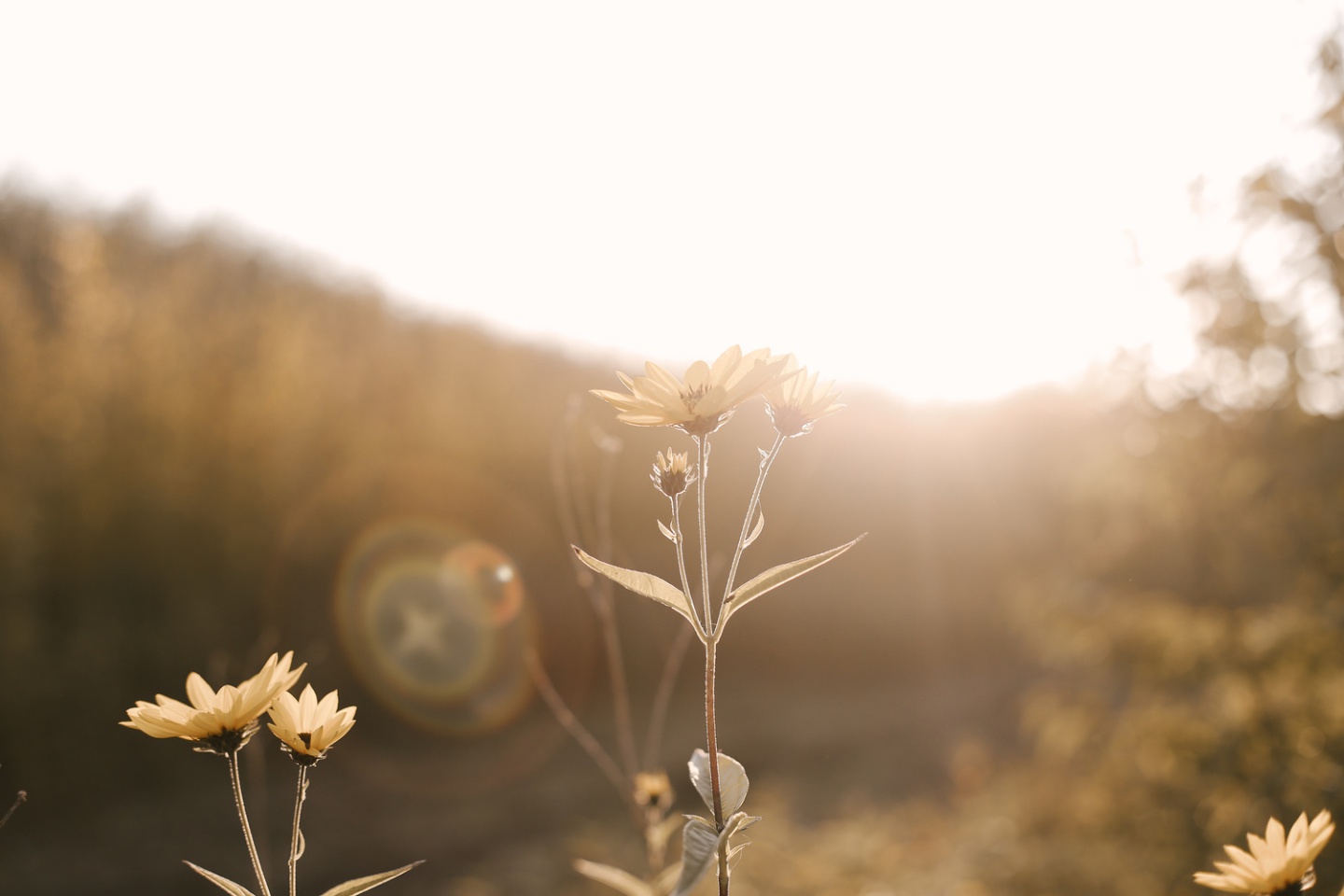 Gelbe Blüten im Gegenlicht der Abendsonne